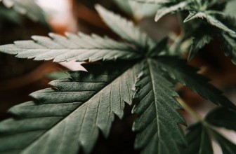 Cannabis-Anbau in Deutschland: Was du wissen musst